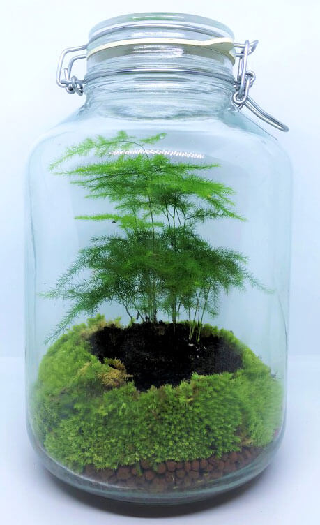 1.Animation-Figurines-Decors---terrarium-asparagus