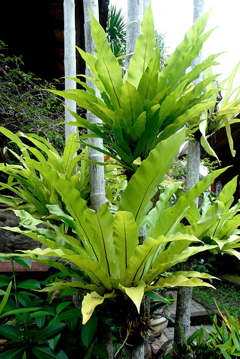 10.-Animation-figurines-Decors---Fougére-nid-d'oiseau-(Asplenium-nidus)