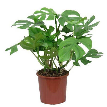 16.-Animation-figurines-Decors---Philodendron-petite-variété