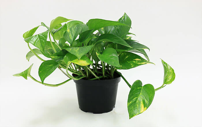 18---Animation-figurine-Decors---Pothos---Epipremnum-aureum-