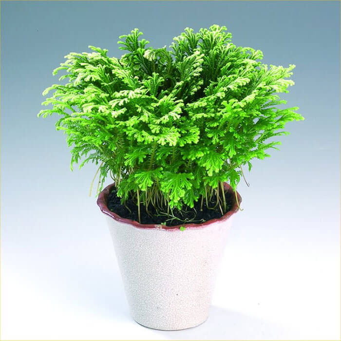 27.Animation-figurines-Decors---Selaginella-martensii