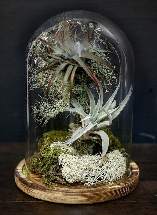 30.-Animation-figurines-Decors---Tillandsia