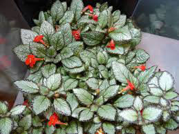 5.-Animation-figurines-Decors---épiscia-(Episcia-cvs)