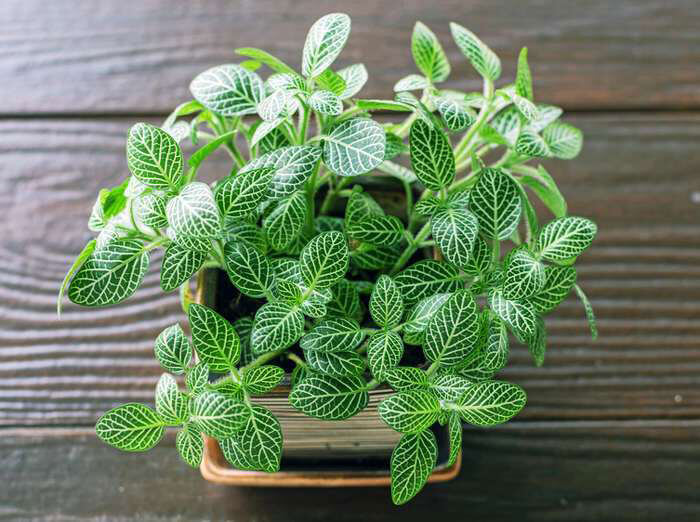 8.-Animation-figurines-Decors---Fittonia-(Fittonia-cvs)