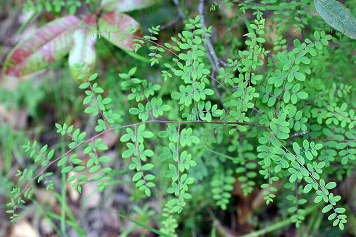 9.Animation-figurines-Decors--Fougére-à-feuille-rondes-(Pellaea-rotundifolia)