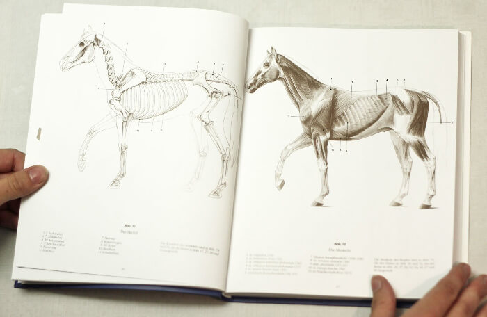 Croquis de l'anatomie du cheval tiré du livre "Grand cours d'anatomie artistique"
