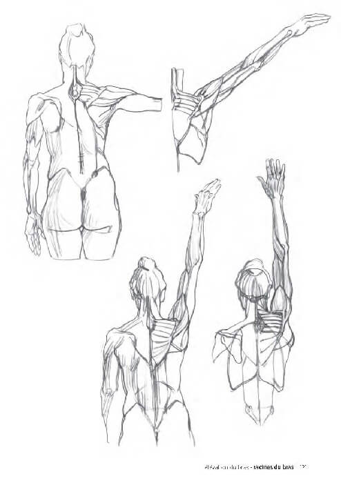 Croquis anatomique feminin provenant du livre " Morpho anatomie artistique" de Michel Lauricella 